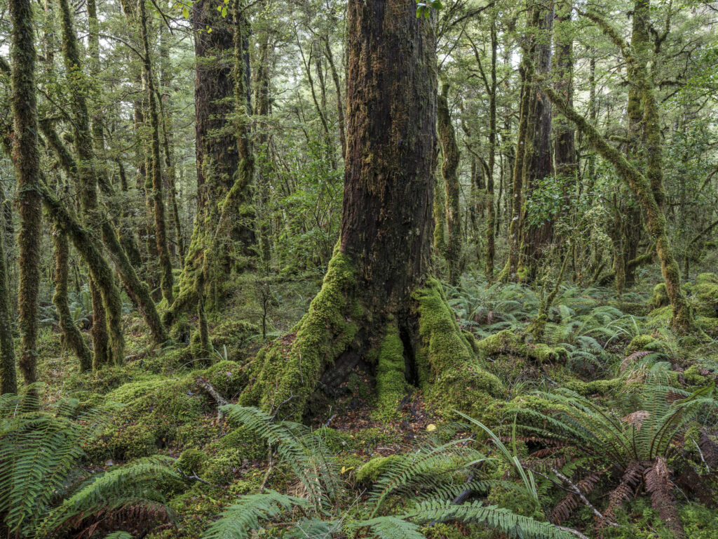 New Zealand, South Island, Fiordland National Park. Native woodland in Fiordland National Park.
