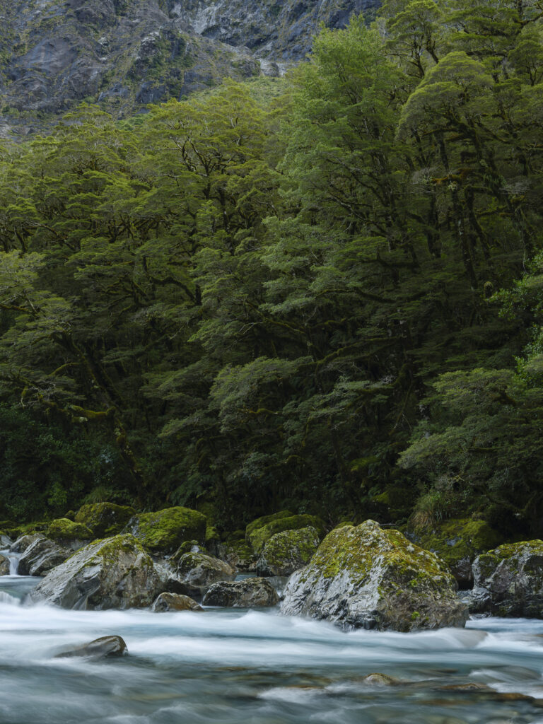 New Zealand, South Island, Fiordland National Park. The Hollyford River near the Milford Road enroute to the Milford Sound.