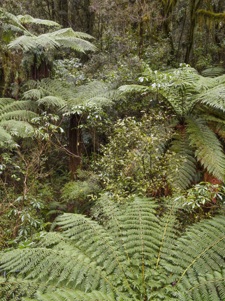 New Zealand, South Island, Fiordland National Park. Native woodland in Fiordland National Park.