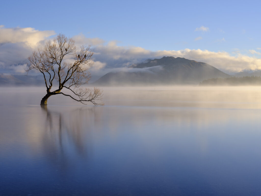 New Zealand, Otago, Lake Wanaka. Mist rising at dawn on an autumn morning at the Wanaka Tree at Lake Wanaka.