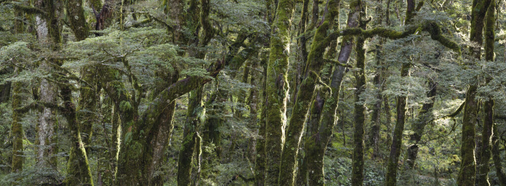 New Zealand, South Island, Mount Aspiring National Park. Native woodland at Haast Pass in the Mt Aspriring National Park.