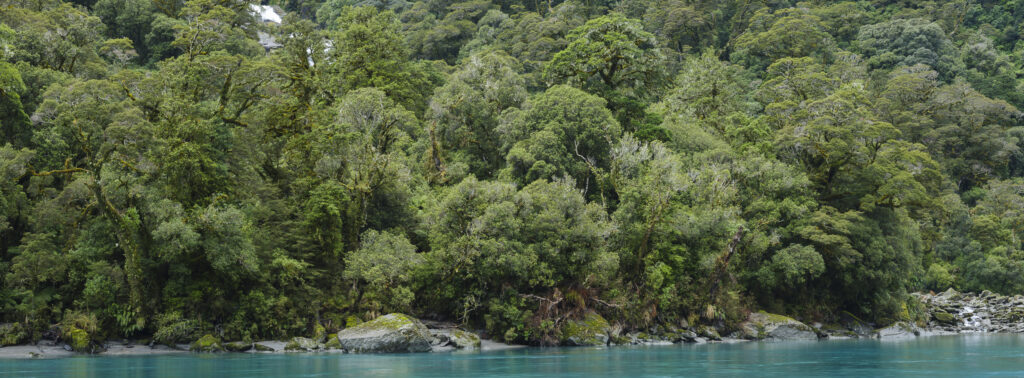 New Zealand, South Island, Mount Aspiring National Park. Native woodland near Roaring Billy Falls in the Mt Aspriring National Park.