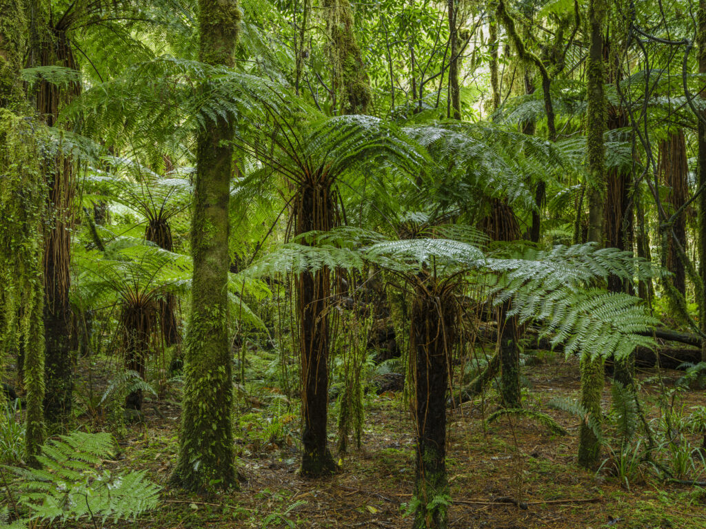 New Zealand, South Island, Mount Aspiring National Park. Native woodland near Roaring Billy Falls in the Mt Aspriring National Park.