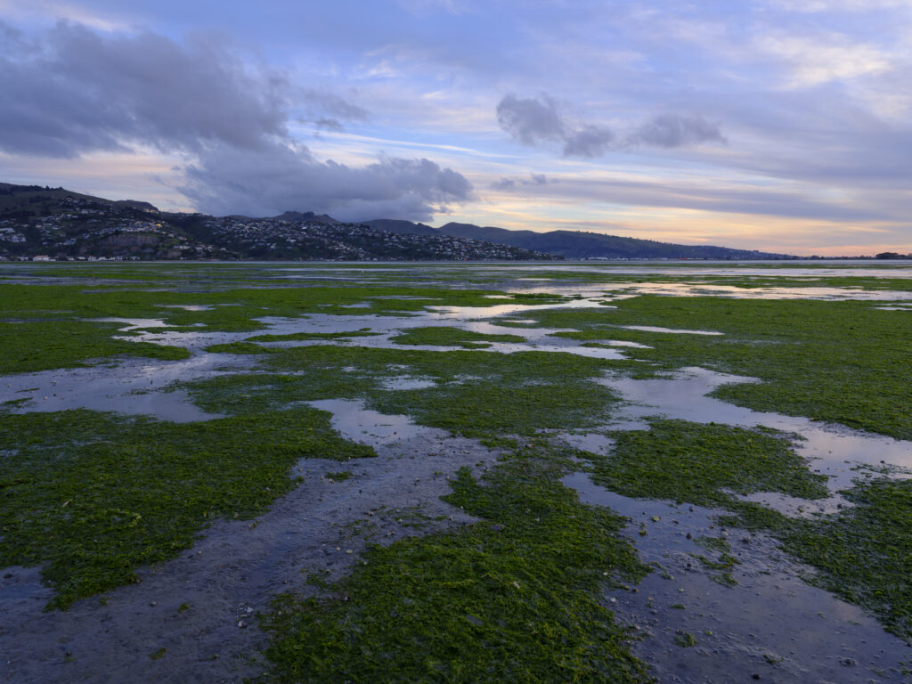 New Zealand, Christchurch, New South Brighton. The Avon Heathcote Estuary in Christchurch.
