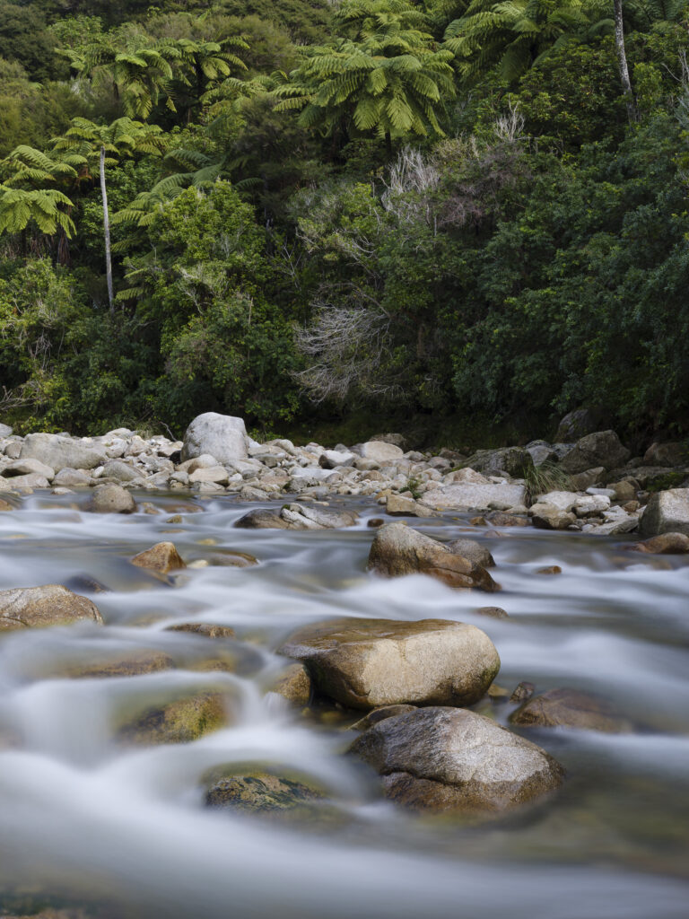 New Zealand, Nelson & Marlborough, Abel Tasman National Park. The Wainui River downstream of the Wainui Falls, as it flows through native NZ forest and bush.