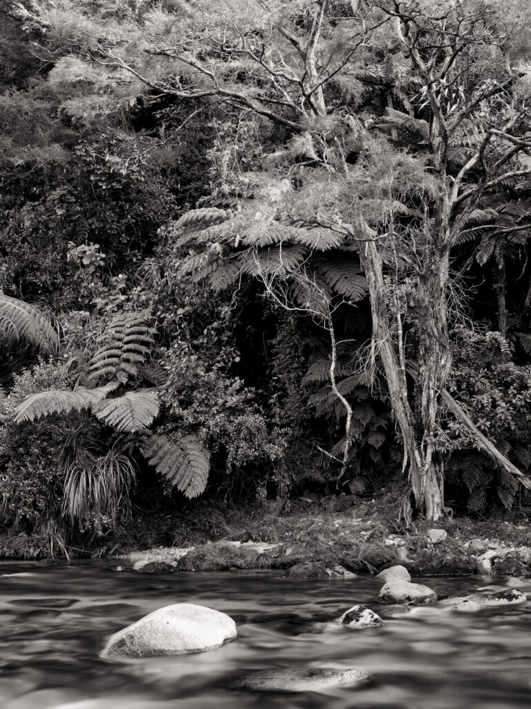 New Zealand, Nelson & Marlborough, Abel Tasman National Park. The Wainui River downstream of the Wainui Falls, as it flows through native NZ forest and bush.
