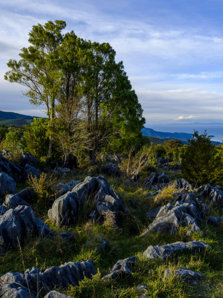 New Zealand, Nelson & Marlborough, Golden Bay. Limestone outcrops near the summit of Takaka Hill.