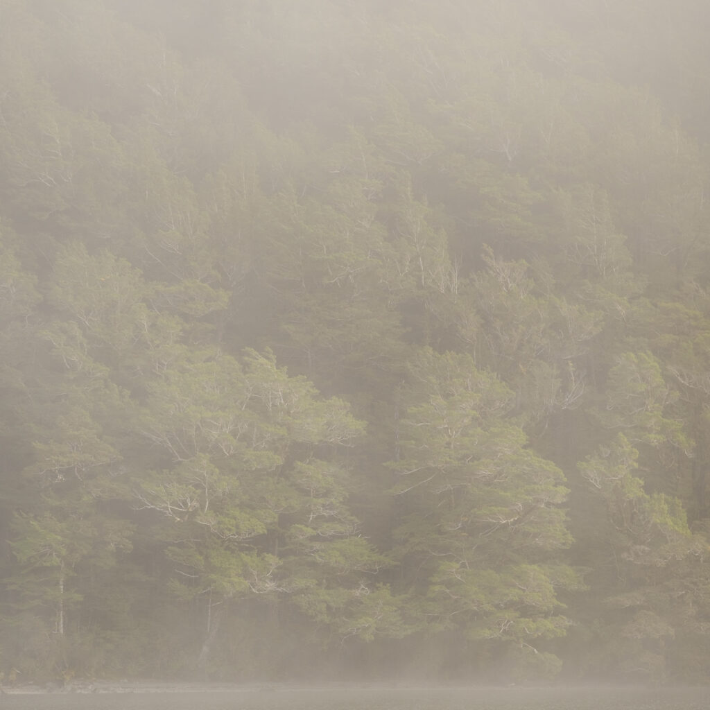 New Zealand, South Island, Fiordland National Park. Clearing mist above native woodland and Lake Gunn in Fiordland National Park.