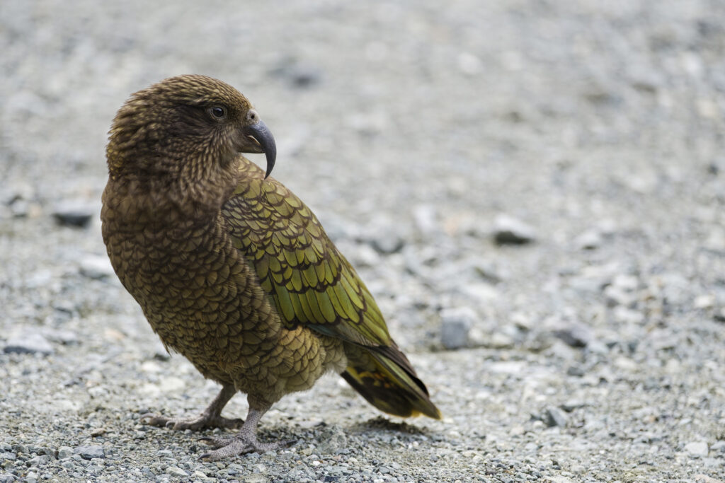 New Zealand, Southland, Kea Mountain Parrot. A single Kea, alpine parrot, looking for food at the entrance to the Homer Tunnel in the Fiordland National Park.