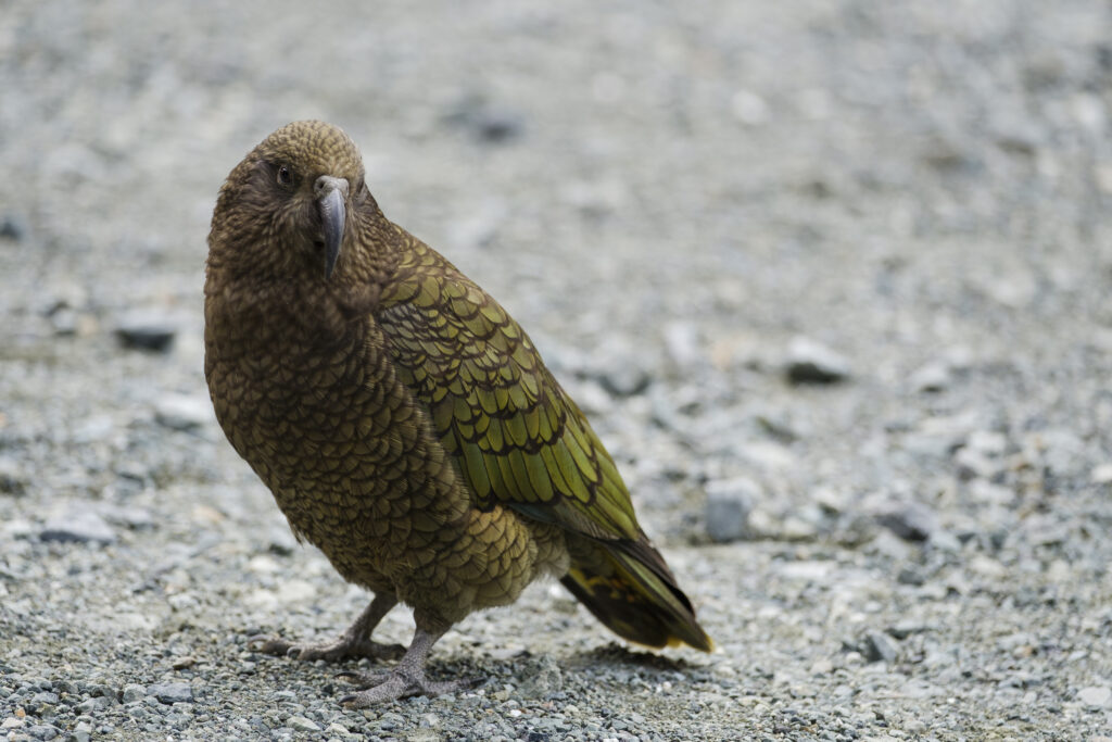 New Zealand, Southland, Kea Mountain Parrot. A single Kea, alpine parrot, looking for food at the entrance to the Homer Tunnel in the Fiordland National Park.