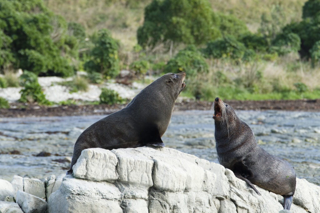 New Zealand, Kaikoura, New Zealand fur seal. Two New Zealand fur seals fighting on a rocky outcrop at Kaikoura.