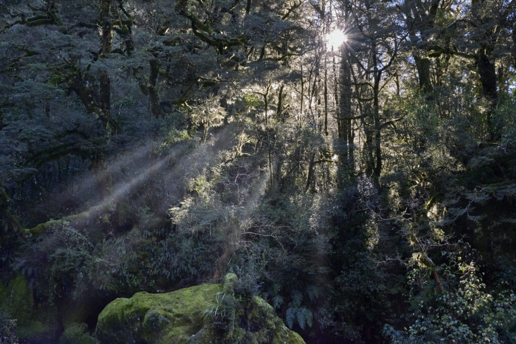 New Zealand, South Island, Fiordland National Park. Clearing mist from native woodland in Fiordland National Park.