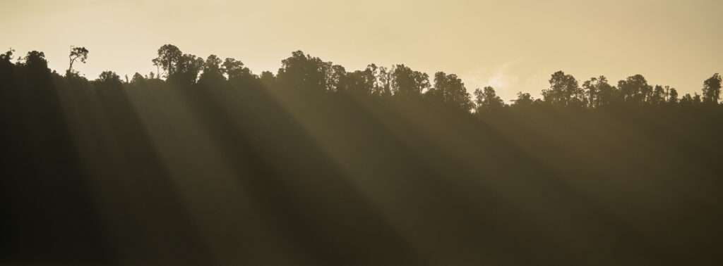 New Zealand, Westland, Westland National Park. Breaking light over native bush in the Westland National Park near Lake Ianthe.