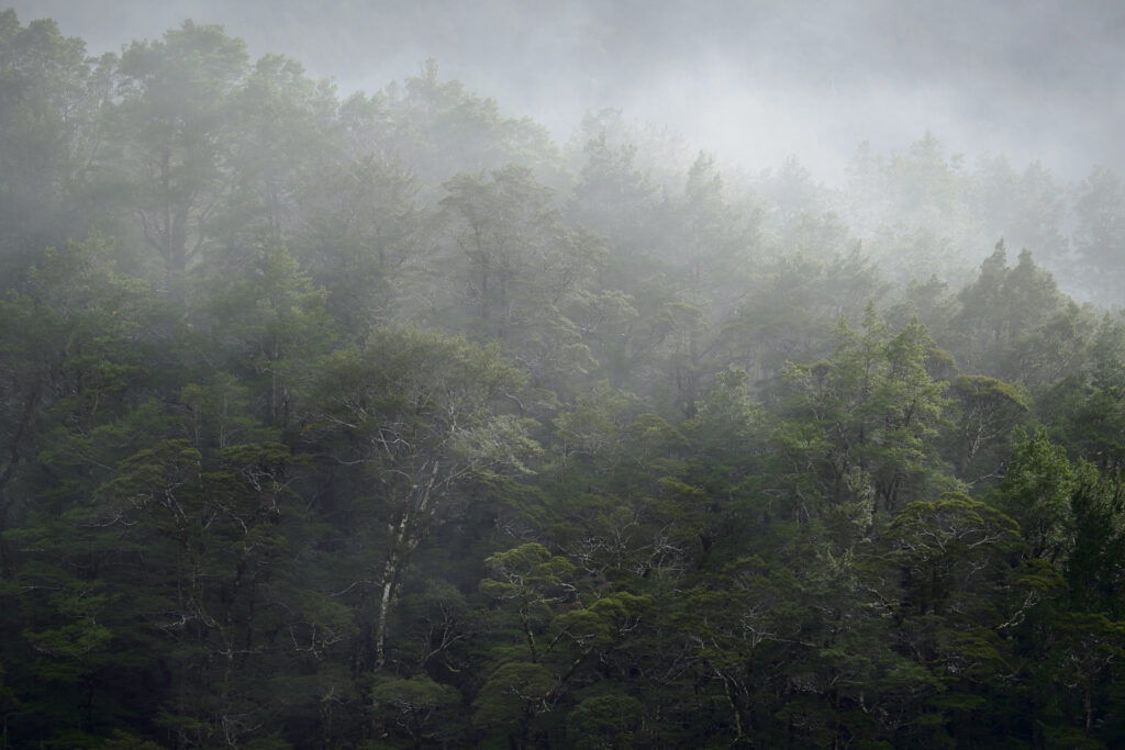 New Zealand, South Island, Fiordland National Park. Clearing mist from native woodland in Fiordland National Park.