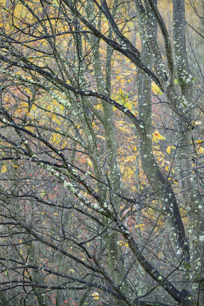 New Zealand, Otago, Arrowtown. The last autumn colours of fall at Arrowtown.