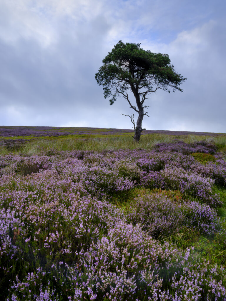England, North Yorkshire, North York Moors National Park. Flowering, purple heather and a single tree in the North York Moor National Park.