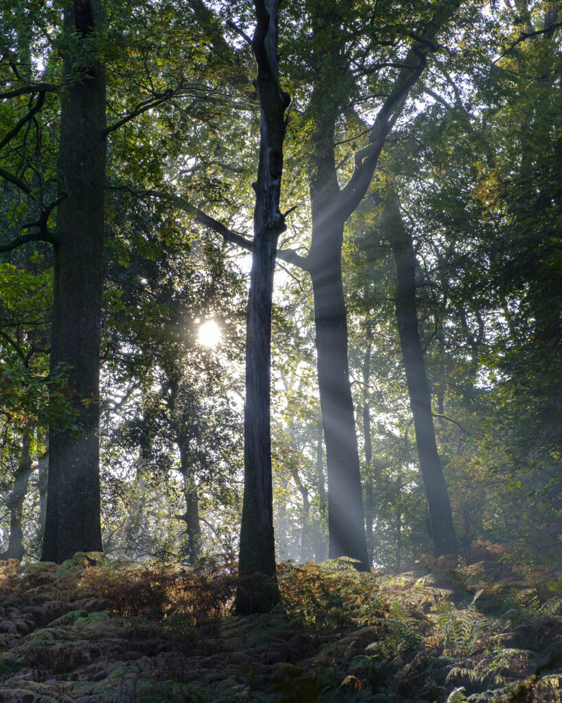 England, Cumbria, Lake District National Park. Morning mist at woodland near Rydal Water, on a still autumn day.