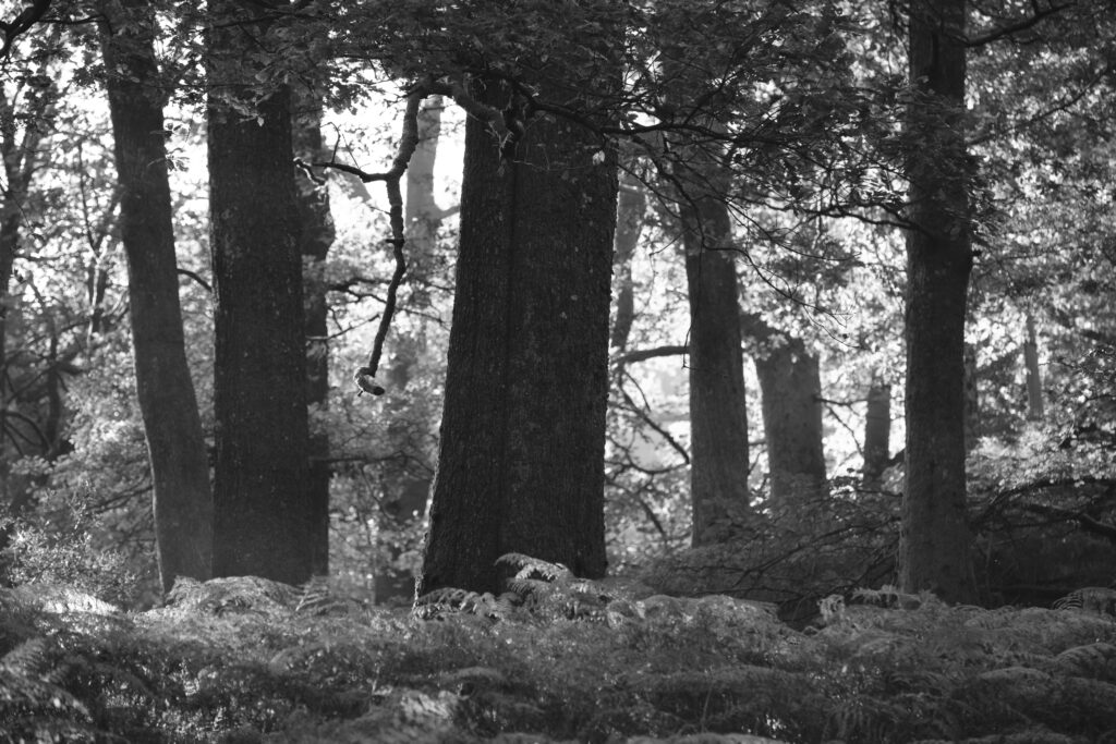 England, Cumbria, Lake District National Park. Morning mist at woodland near Rydal Water, on a still autumn day.