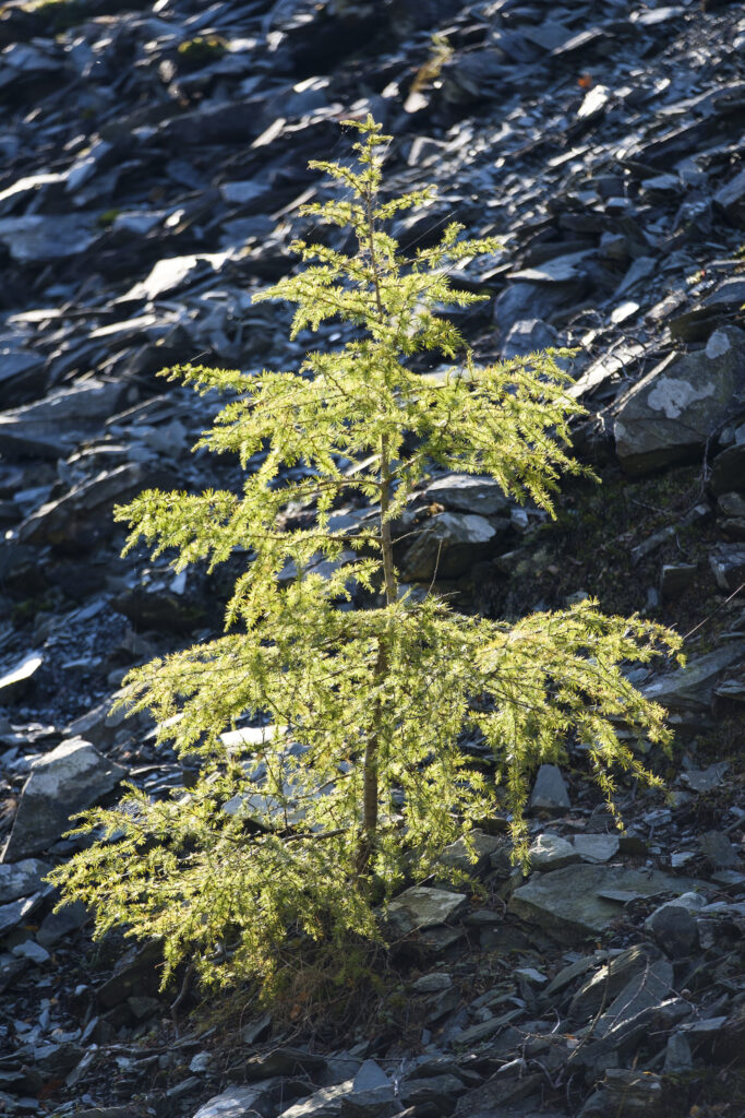 England, Cumbria, Lake District National Park. Small tree growing through slate on an old quarry nr Chapel Stile on the Cumbria way.