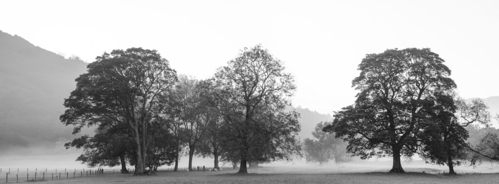 England, Cumbria, Lake District National Park. Morning mist near Grasmere.