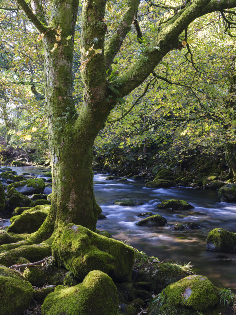 England, Cumbria, Lake District National Park. The great Langdale Beck running through woodland nr Chapel Stile on the Cumbria way.
