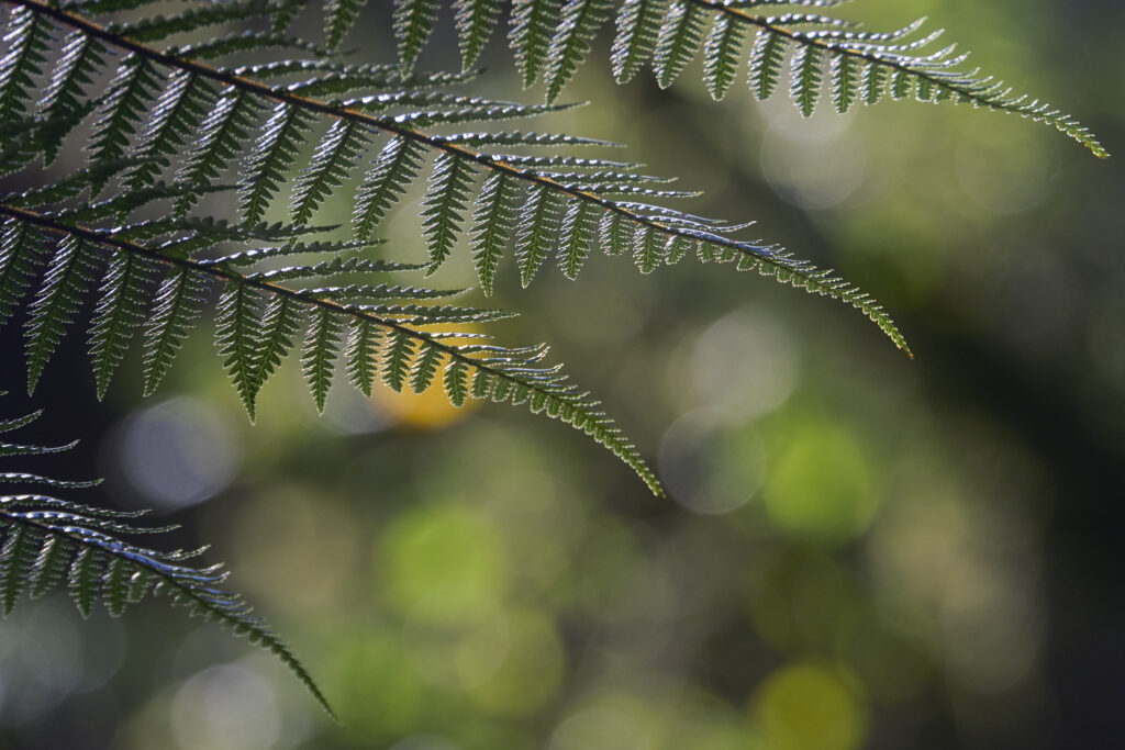 New Zealand, South Island, Fiordland National Park.Abstract view of native woodland in Fiordland National Park.
