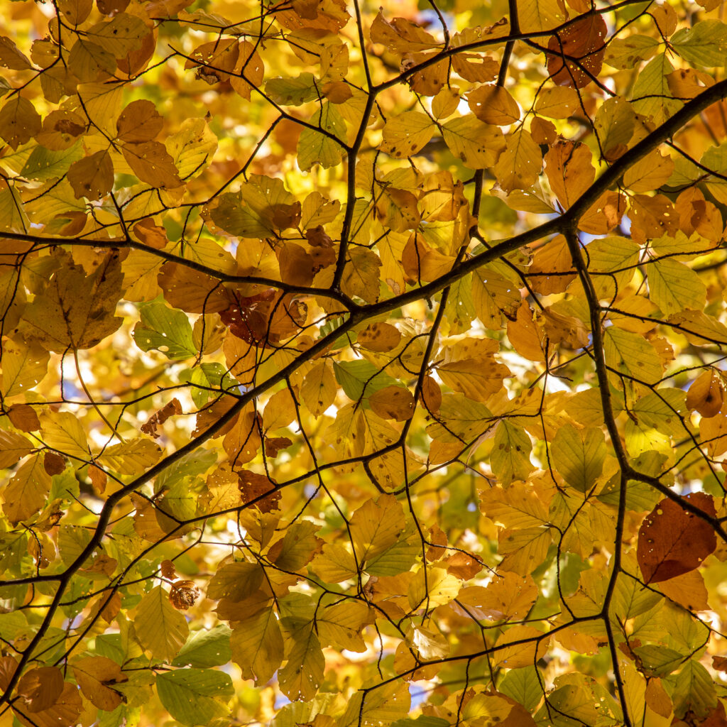 England, Northumberland, Allen Banks and Staward Gorge. The autumnal colours of the Allen Banks woodland near Hexham in Northumberland.