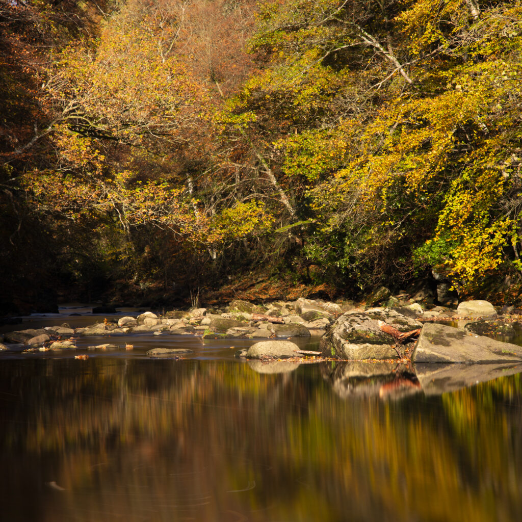 England, Northumberland, Allen Banks and Staward Gorge. The autumnal colours of the Allen Banks woodland near Hexham in Northumberland.