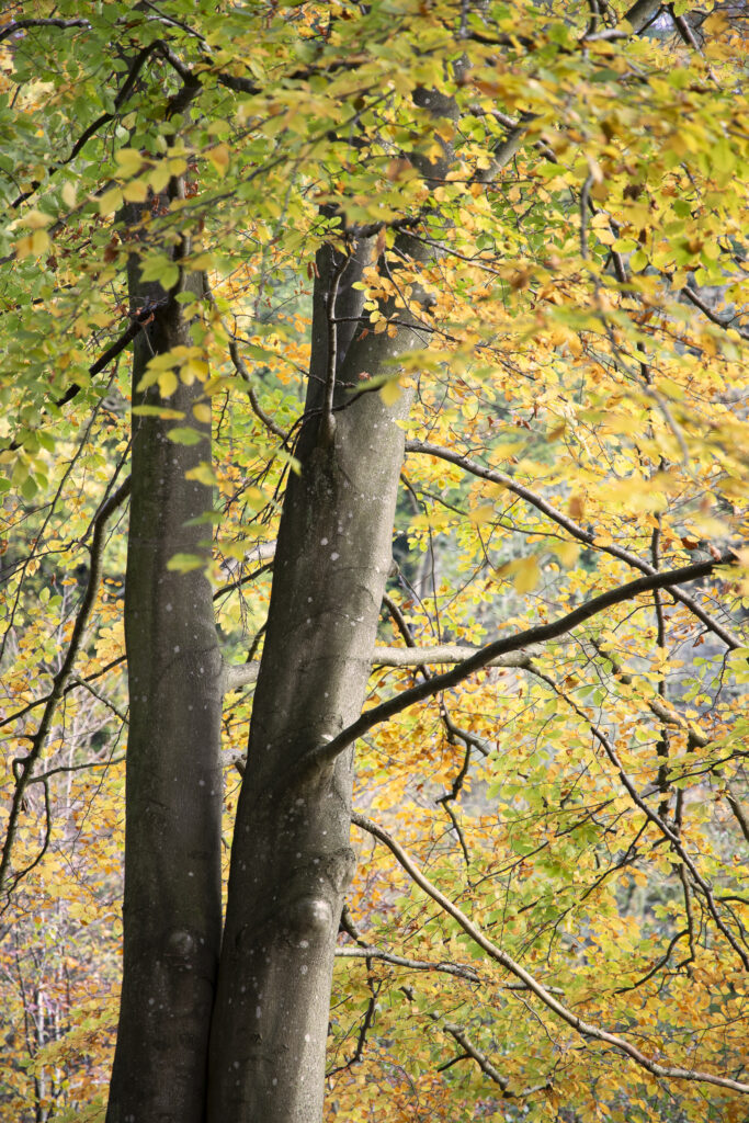 England, Northumberland, Allen Banks and Staward Gorge. The autumnal colours of the Allen Banks woodland near Hexham in Northumberland.