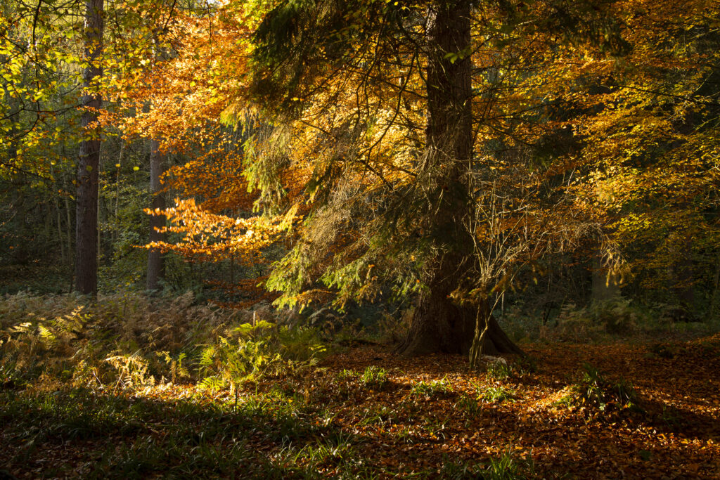England, Northumberland, Allen Banks and Staward Gorge. The autumnal colours of the Allen Banks woodland near Hexham in Northumberland.