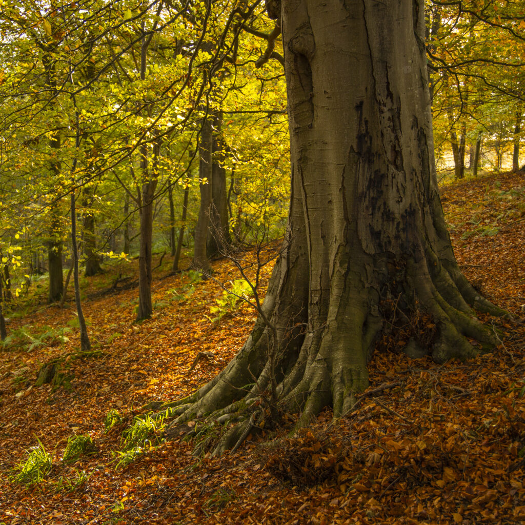 England, Northumberland, Allen Banks and Staward Gorge. The autumnal colours of the Allen Banks woodland near Hexham in Northumberland.
