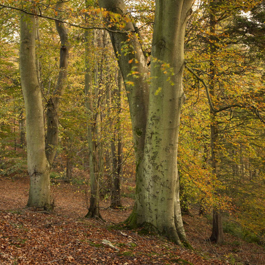 England, Northumberland, Allen Banks and Staward Gorge. The autumnal colours of the Allen Banks woodland near Hexham in Northumberland.