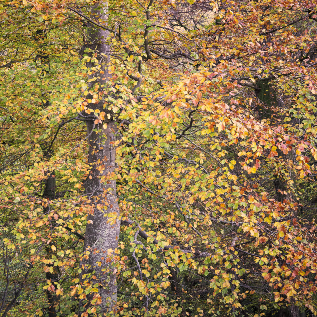 England, Northumberland, Allen Banks and Staward Gorge. The autumnal colours of the Allen Banks woodland near Hexham in Northumberland.