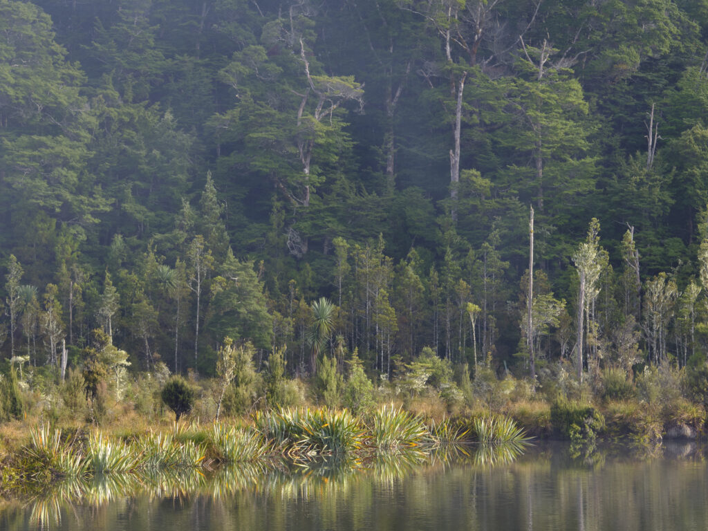 New Zealand, South Island, Fiordland National Park. Lake Mistletoe, a popular short walk from the milford road in Fiordland near Te Anau.