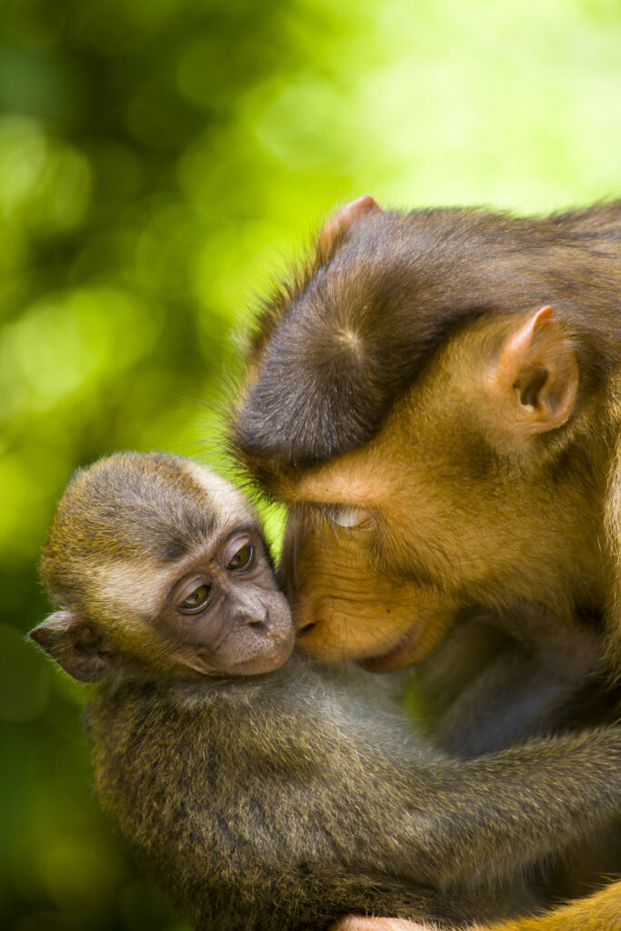 Sabah Malaysia, Borneo, Sepilok. Portrait of a pig tailed Macaque any baby monkey, in the Sepilok Orangutan Rehabilitation Centre.