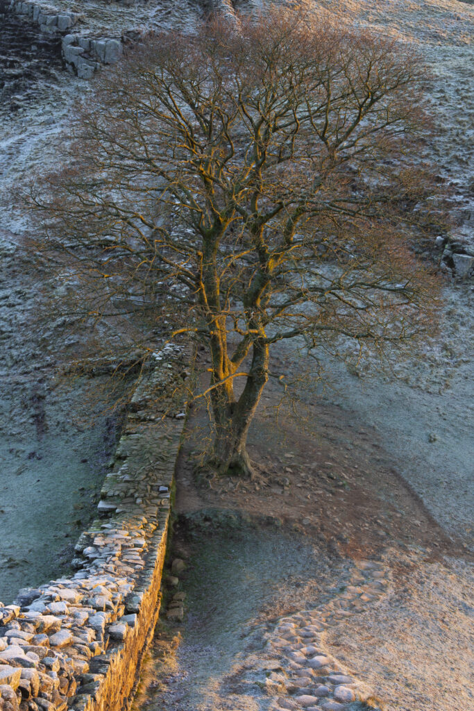 England, Northumberland, Hadrian's Wall. A frosty winters morning at Sycamore Gap along Hadrians Wall, a world heritage site located within the Northumberland National Park.