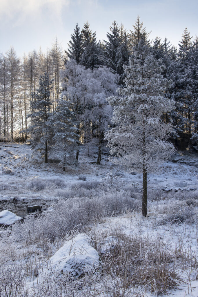 England, Cumbria, Lake District National Park. Winter trees near a snow covered Blea Tarn.