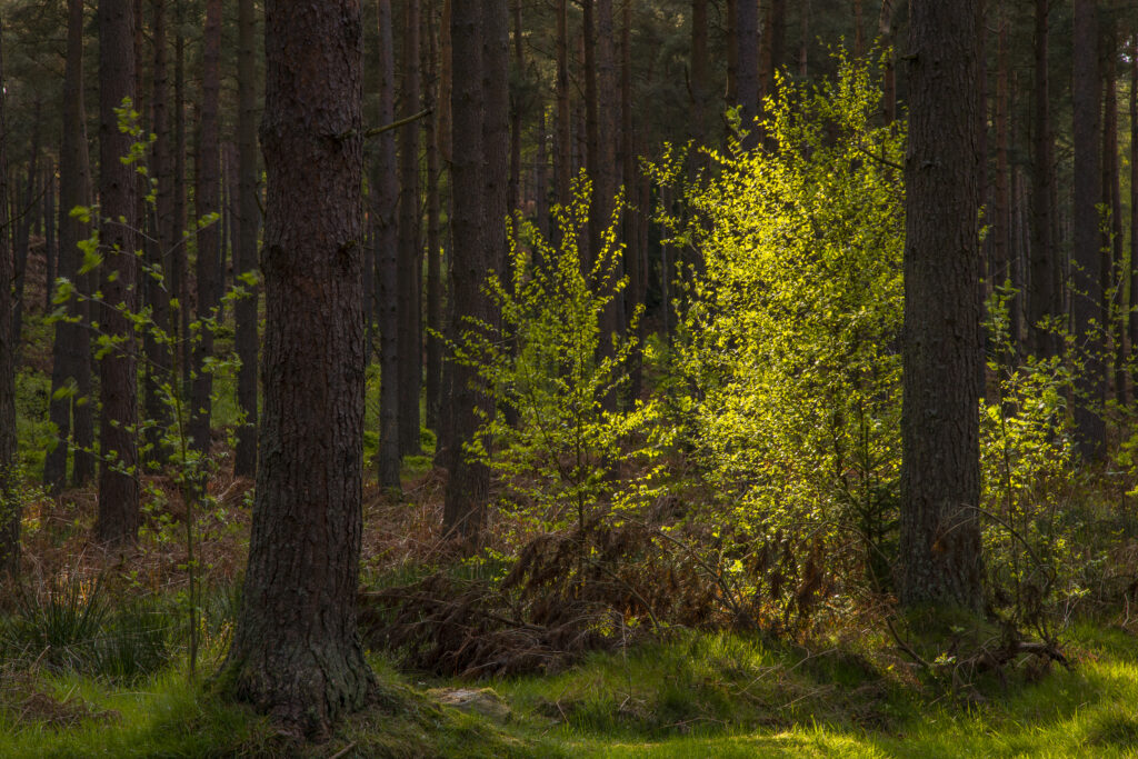 England, Northumberland, Northumberland National Park. Forestry Commission woodland at Simonside near Rothbury.