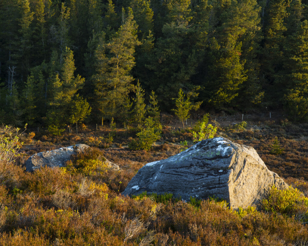 England, Northumberland, Northumberland National Park. View at dawn looking from the The Drake Stone towards Harbottle