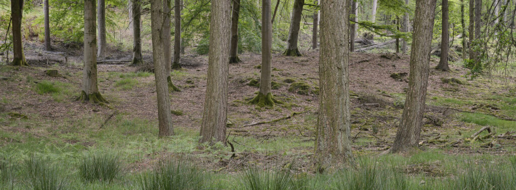 England, Cumbria, Lake District National Park. Torver Common Wood located near the banks of Coniston Water.