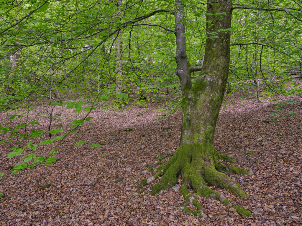 England, Cumbria, Lake District National Park. Woodland at Low Wray near Lake Windermere and the town of Ambleside.