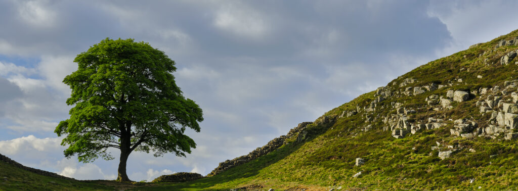 England, Northumberland, Northumberland National Park. Panoramic view of Sycamore Gap, a famous landmark along Hadrian's Wall.