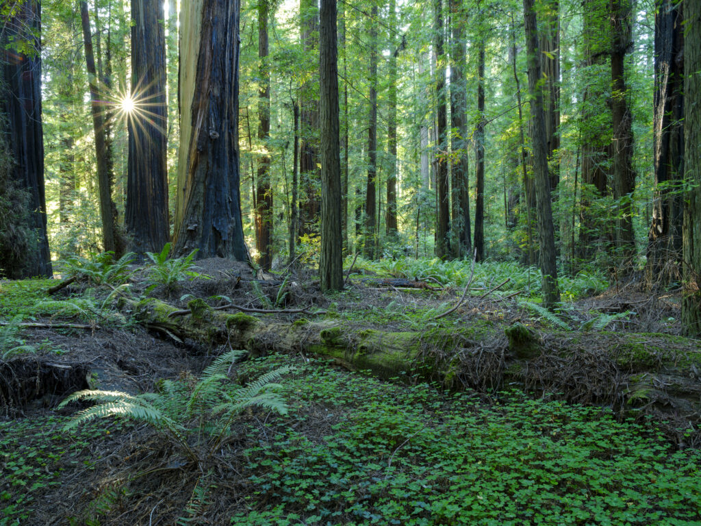 United States of America, California, Humboldt Redwoods State Pa