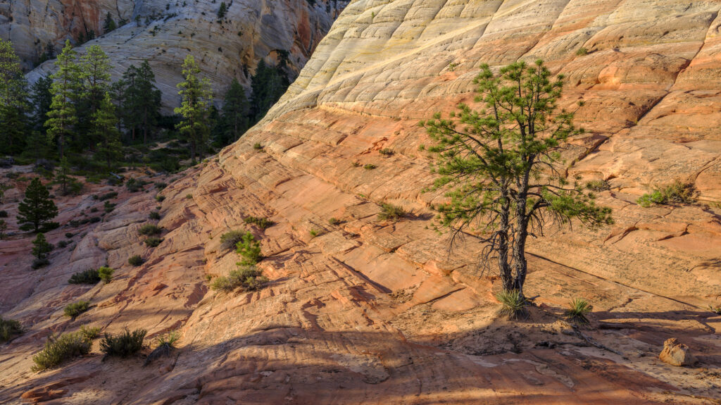 United States of America, Utah, Zion National Park. Checkerboard Mesa, an unusual feature of the popular Zion National Park.