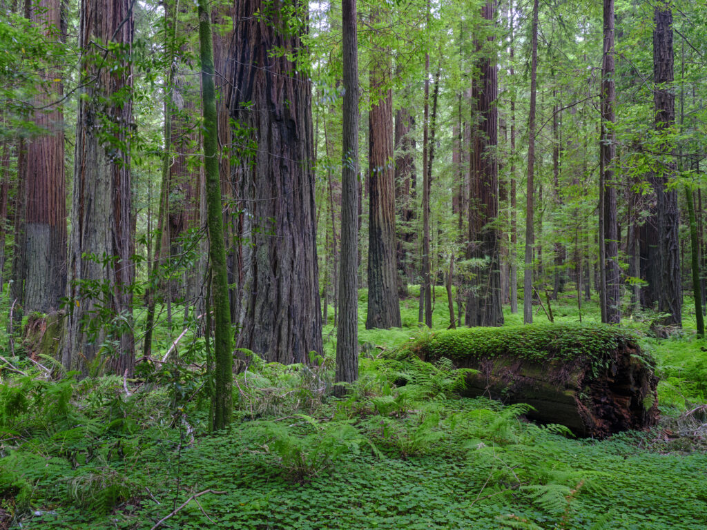 United States of America, California, Humboldt Redwoods State Pa
