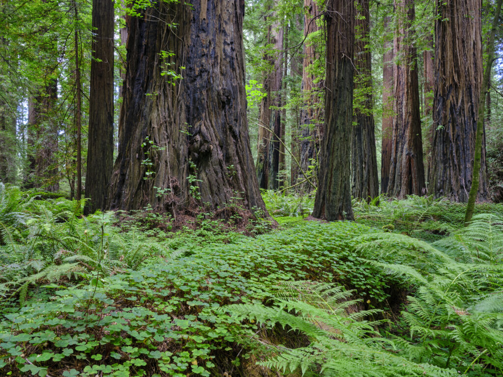 United States of America, California, Humboldt Redwoods State Pa