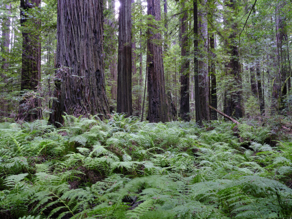 United States of America, California, Humboldt Redwoods State Pa