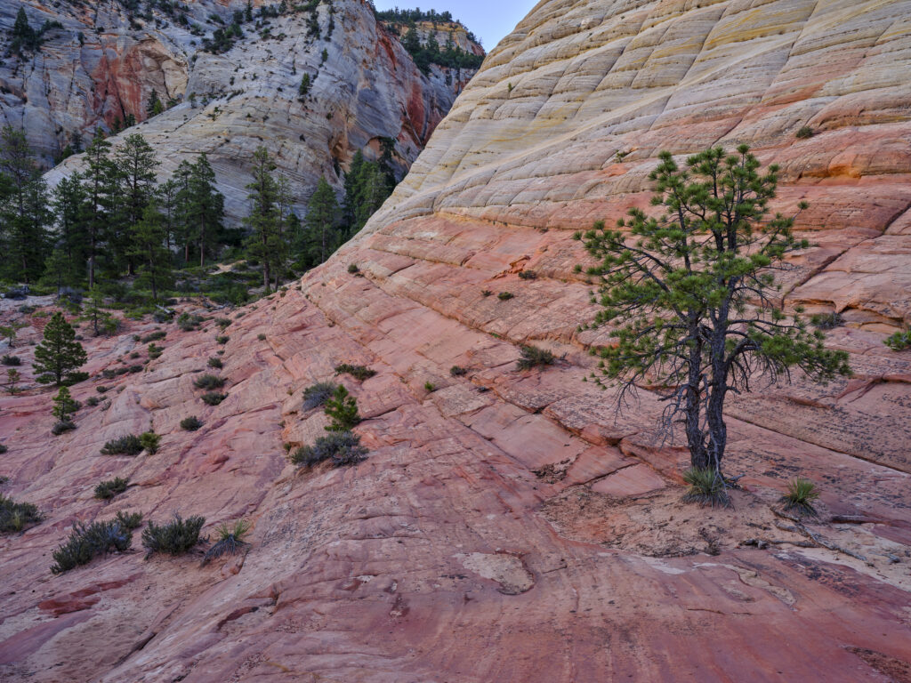 United States of America, Utah, Zion National Park. Checkerboard Mesa, an unusual feature of the popular Zion National Park.