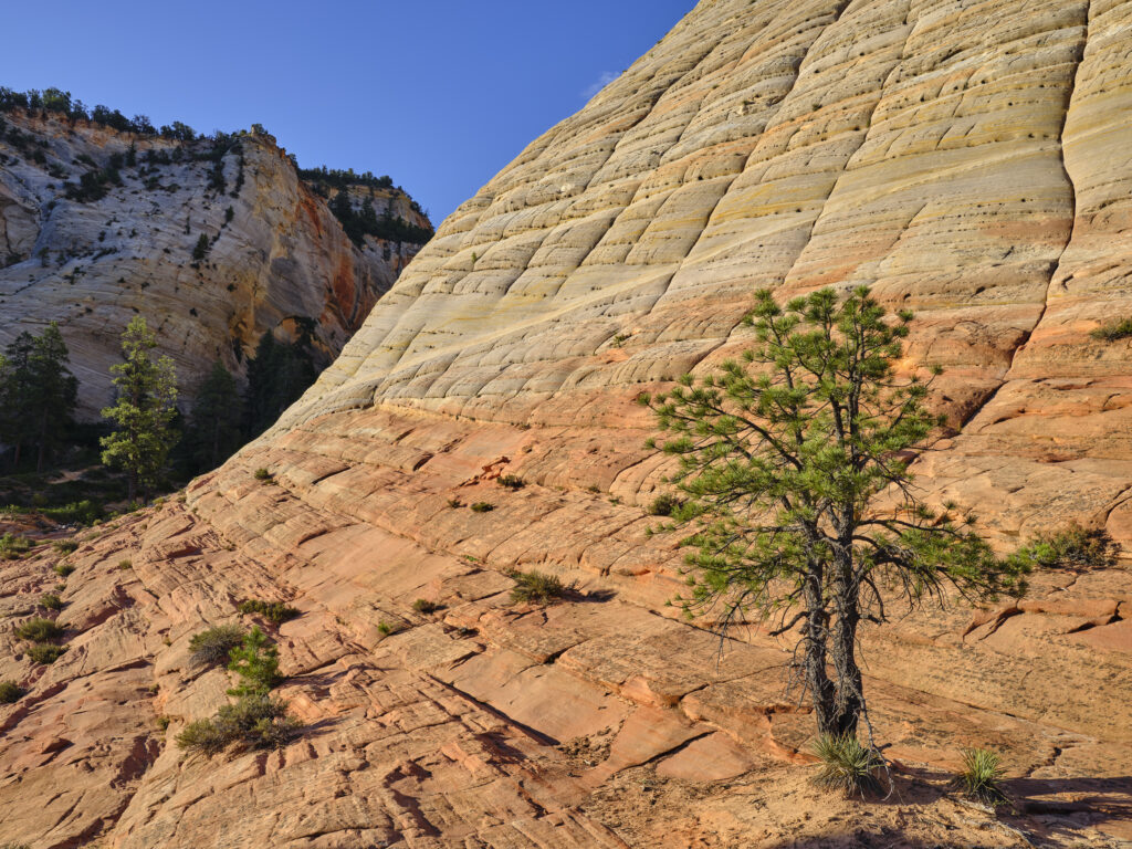 United States of America, Utah, Zion National Park. Checkerboard Mesa, an unusual feature of the popular Zion National Park.