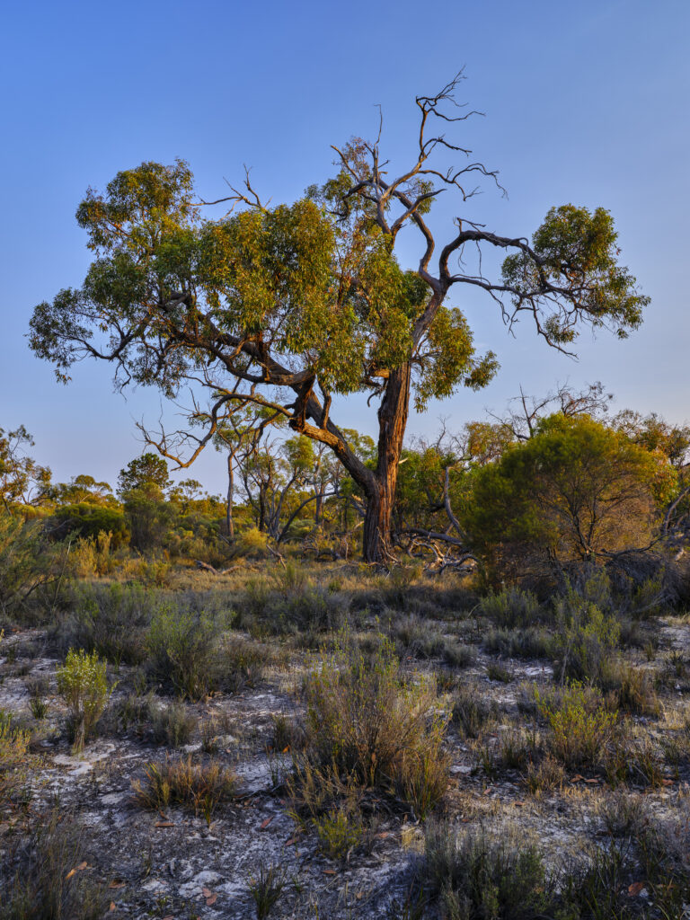 Australia, Victoria, Little Desert National Park. Native bushland in the Little Desert National Park, located near the Victoria / SA border.